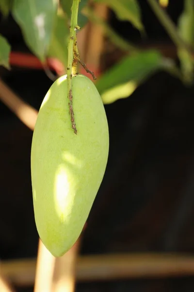 Verse Mango Vrucht Aan Boom Met Natuur — Stockfoto