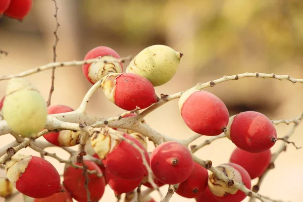 Palmier Betel Sur Arbre Avec Nature — Photo