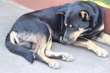 Siyah köpek sevimli yerde uyuyor
