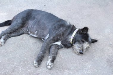 Siyah köpek sevimli yerde uyuyor