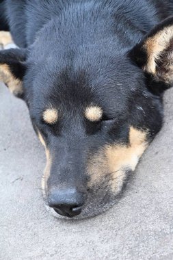 Siyah köpek sevimli yerde uyuyor