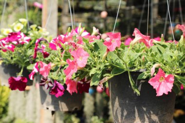 Bahçede güzel renkli çiçek