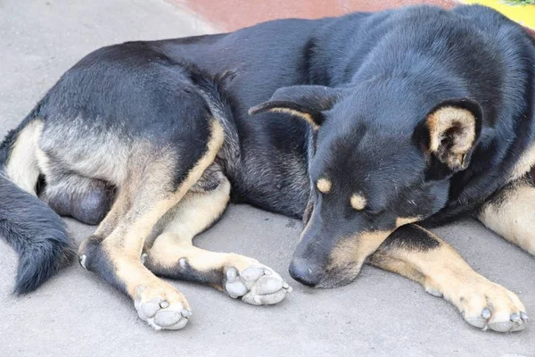 Negro Perro Lindo Durmiendo Tierra —  Fotos de Stock