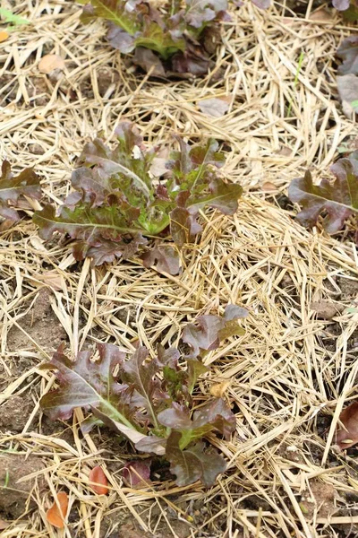 Hidroponia Alface Fresca Para Saúde Jardim — Fotografia de Stock