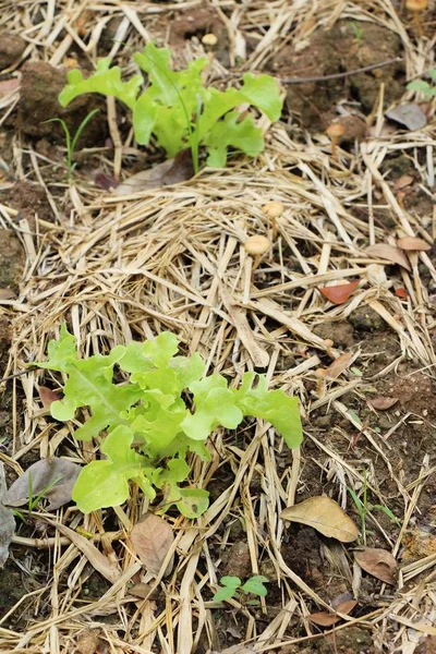 Hidropónica Lechuga Fresca Para Salud Jardín —  Fotos de Stock