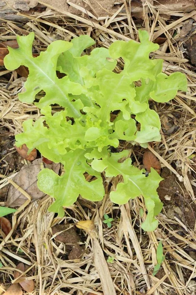 Lattuga Fresca Idroponica Salute Giardino — Foto Stock