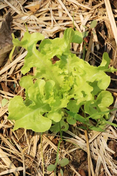 Hidroponia Alface Fresca Para Saúde Jardim — Fotografia de Stock