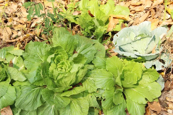 Lattuga Fresca Idroponica Salute Giardino — Foto Stock