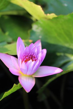 Doğa ile havuzda güzel lotus