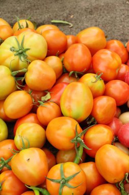 Sokak gıda yemek için taze domates