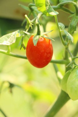 Bahçede ağaçta taze domates