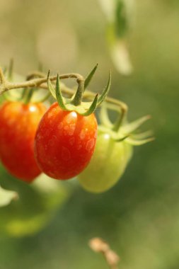 Bahçede ağaçta taze domates