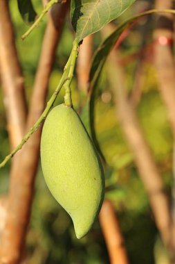 Ağaç doğa ile taze mango meyve