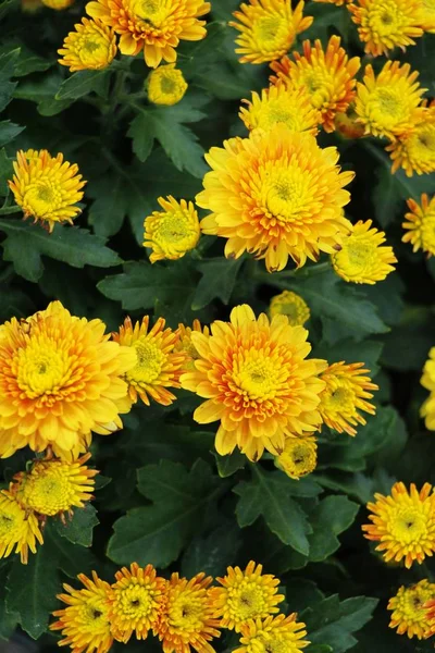 Chrysanthemums ดอกไม้ที่สวยงามในสวน — ภาพถ่ายสต็อก