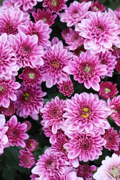 Chrysanthemen blühen schön im Garten — Stockfoto