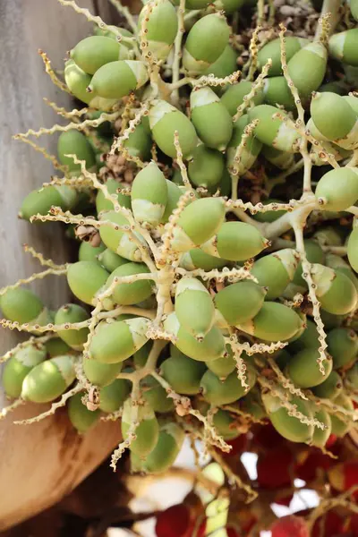 Betelpalme auf Baum mit der Natur — Stockfoto