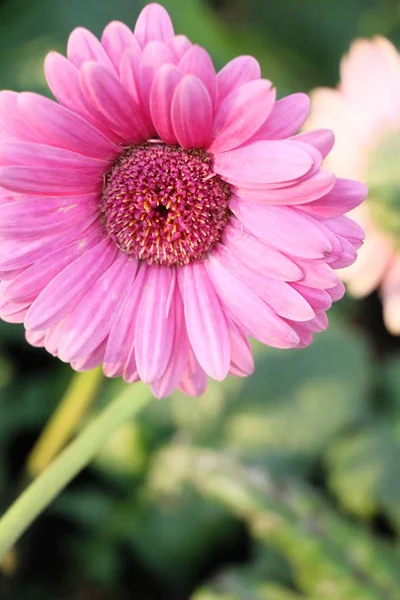 Gerbera fleurs est la beauté dans le jardin — Photo