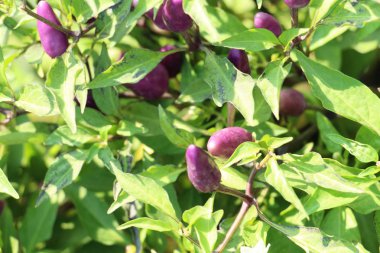 Bahçedeki ağaç üzerinde taze biber