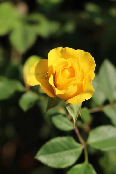 Hermosas rosas florecen en el jardín —  Fotos de Stock