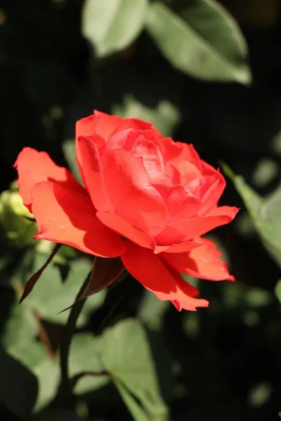 Vackra rosor blommar i trädgården — Stockfoto