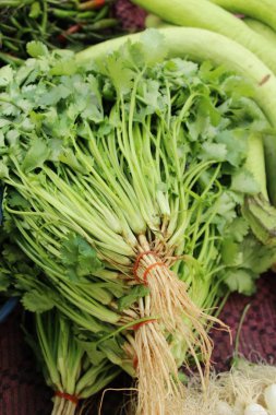 Belgili tanımlık çarşı içinde yemek pişirmek için taze kişniş