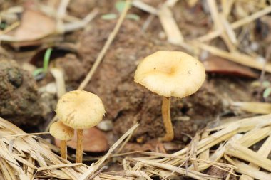 Bahçe içinde doğa ile organik taze mantar