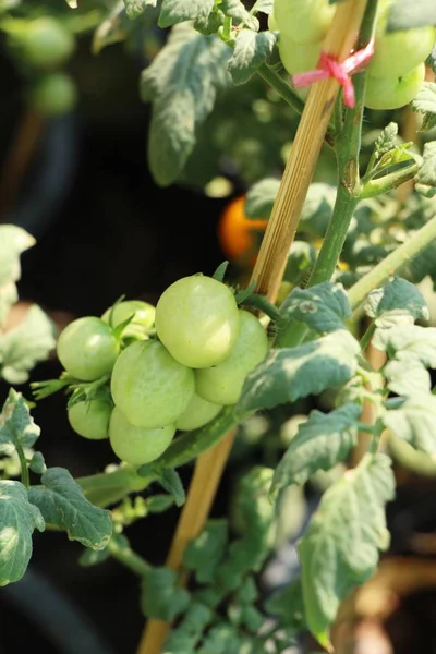 Fresh tomatoes on the tree in garden — Stock Photo, Image