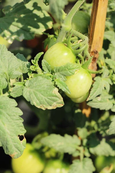 Fresh tomatoes on the tree in garden — Stock Photo, Image