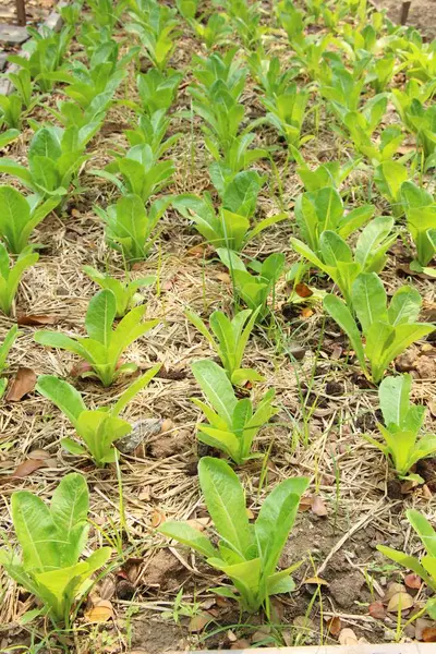 Färsk sallat hydroponics för hälsa i trädgården — Stockfoto