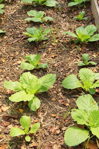 Hydroponika świeżej sałaty dla zdrowia w ogrodzie — Zdjęcie stockowe