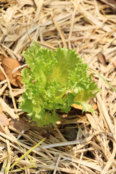 Гидропоника салата для здоровья в саду — стоковое фото