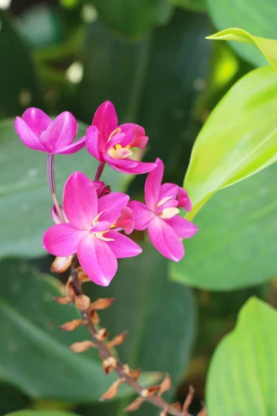 Flor de orquídea es hermosa en el jardín — Foto de Stock