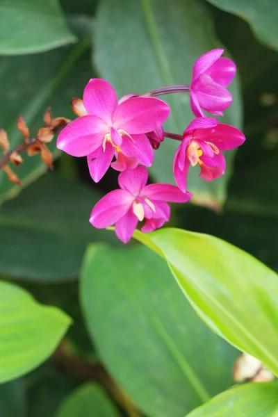 W ogrodzie do dyspozycji Gości jest piękny kwiat orchidei — Zdjęcie stockowe