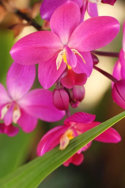 Орхидея цветок красивый в саду — стоковое фото