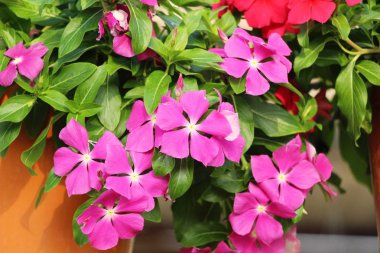 Bahçede güzel renkli çiçek