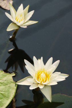 Doğa ile havuzda güzel lotus