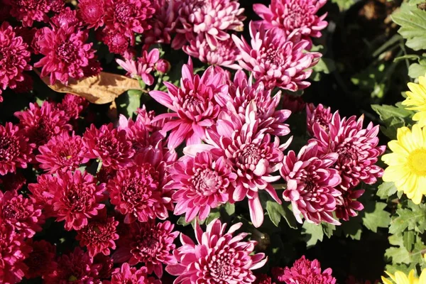 V zahradě je krásný květ chryzantémy — Stock fotografie
