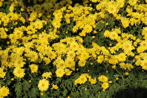 Chrysanthemum morifolium is beautiful in the garden — Stock Photo, Image
