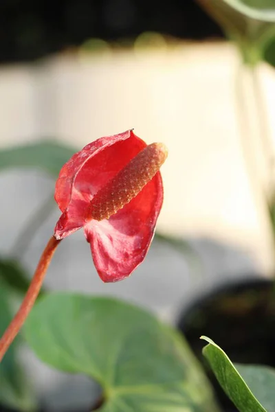 Il fiore di fenicottero è bello in giardino — Foto Stock