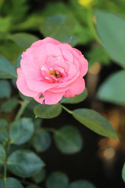 Lindas rosas estão florescendo no jardim — Fotografia de Stock
