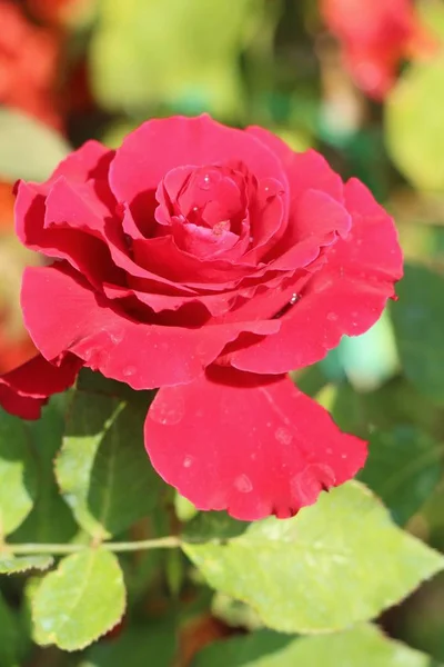 Hermosas rosas florecen en el jardín — Foto de Stock