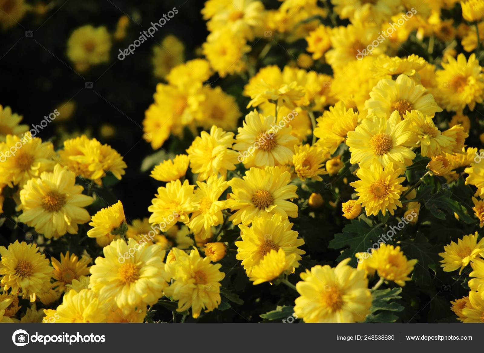 Chrysanthemum Morifolium Is Beautiful In The Garden Stock Photo C Seagamess 248538680