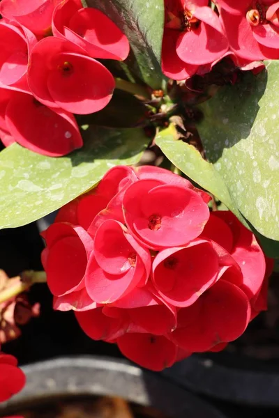 Euphorbia milli törnekrona i naturen — Stockfoto