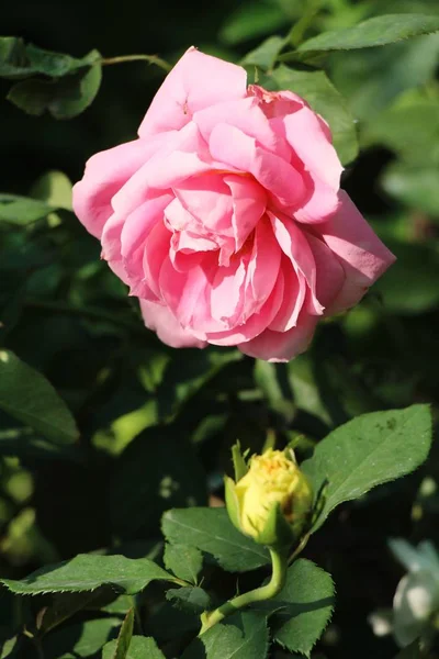 Hermosas rosas florecen en el jardín — Foto de Stock