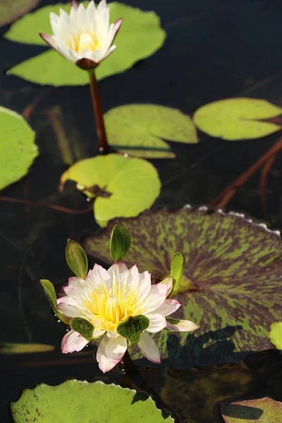 Doğa ile havuzda güzel lotus