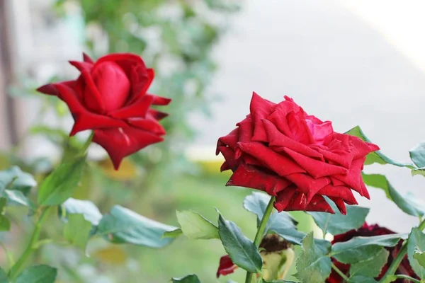 Mooie rozen is bloei in de tuin — Stockfoto