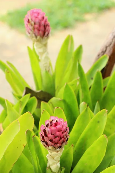 Bromelia kwiat w ogrodzie z naturą — Zdjęcie stockowe