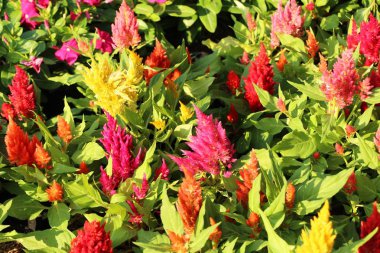 Bahçede güzel celosia argentea çiçek