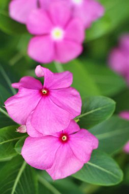 Bahçede güzel renkli çiçek