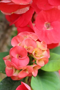 Atatürk milli doğada dikenli taç